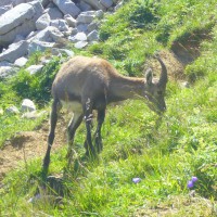 /album/galerie-photos/faune1-jpg/