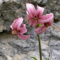 /album/galerie-photos/fleurs1-jpg/