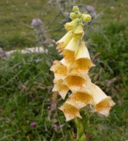 /album/galerie-photos/fleurs2-jpg/