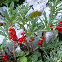 /album/galerie-photos/fleurs3-jpg/