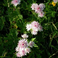 /album/galerie-photos/fleurs4-jpg/